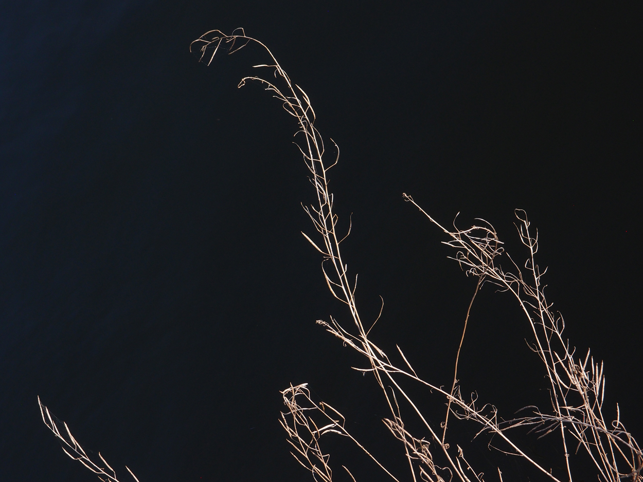 2019-10-14 Spatzen am Heckmannufer (Fieldrecording Video)